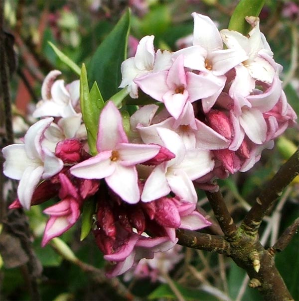 Daphne Blossom