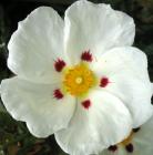 Flower Cistus Closeup