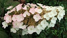 Hydrangea Quercifolia