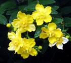 Hypericum Flower Yellow