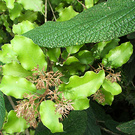 Olearia Viburnum Leaves