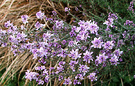Purple Mint Bush