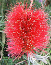 Red Flower Bottlebrush