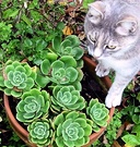 Cat Succulent