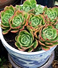 Succulent Blue Chinese Pot