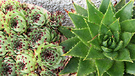 Succulents Agave
