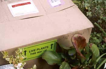 Delivery Plants on Mail Order Garden Plants   Gardeningonlineshop Co Uk