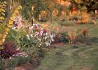 Border Plants Mature