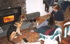 Cats Dogs Log Burner