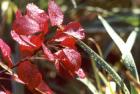 Continus Foliage