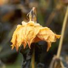 Frosted Dahlia