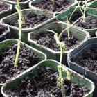 Glasshouse Cuttings