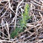 Gorse Seedling