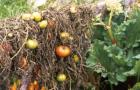 Outdoor Tomatoes