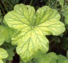 Peppermint Geranium