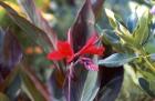 Red Canna