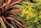 Red Flax Foliage Breath Heaven