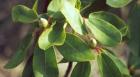 Rhododendron Foliage Buds