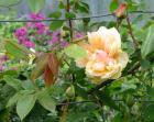Crepuscule Rose Pergola