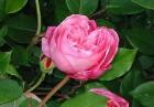 Pink Roses Flowering