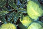 Pittosporum Hosta Plants