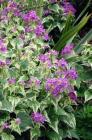 Purple Variegated Honesty