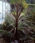 Red Cordyline Glass House