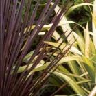 Red Cordyline Yellow Wave Flax