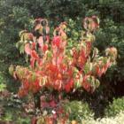 Red Cornus Autumn Colour