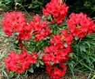 Red Rhododendron Flower