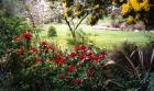 Red Rhododendrons