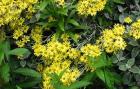 Senecio Yellow Flowering Shrub