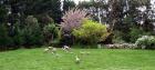 Sheep Eating Garden Lawn