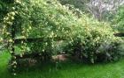 Yellow Banksia Rose Blossom