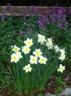 Daffodil Honesty