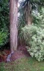 Garden Path Tree