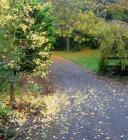 Ginkgo Tree