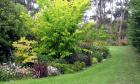 Golden Elm Tree