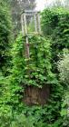 Golden Hop Pruning