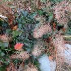 Heuchera