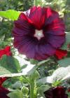 Hollyhock Picture
