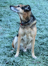 June 2002 Frostdog