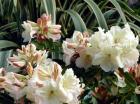 Lemon Rhododendron
