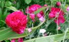 Peony Flower Picture