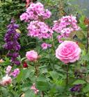 Pink Rose Penstemon Phlox