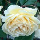 Rose Buff Beauty Yellow