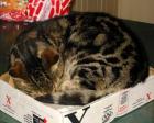 Sifter Cat Box