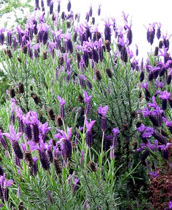 lavender flower portrayal