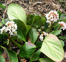 2003 Bergenia Mulch