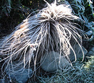 2003 Frosty Tussock